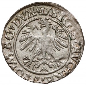 Zygmunt II August, Półgrosz Wilno 1560