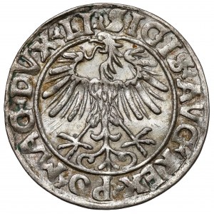 Zygmunt II August, Półgrosz Wilno 1556