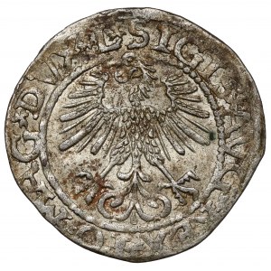 Zygmunt II August, Półgrosz Wilno 1561