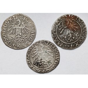 Zygmunt II August, Półgrosz Wilno 1549-1564 - zestaw (3szt)