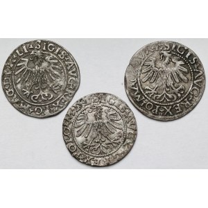 Zygmunt II August, Półgrosz Wilno 1556-1563 - zestaw (3szt)