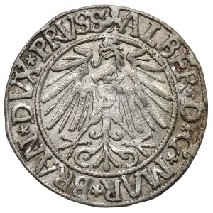 Prusy, Albert Hohenzollern, Grosz Królewiec 1543