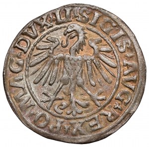 Zygmunt II August, Półgrosz Wilno 1547