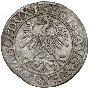 Zygmunt II August, Półgrosz Wilno 1560