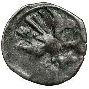 Pomorze Zachodnie, Stargard, Denar XV w. - Gryf W PRAWO