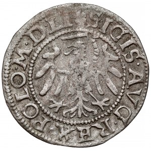 Zygmunt II August, Szeląg Gdańsk 1550 - RZADKI