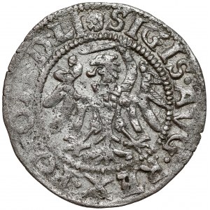 Zygmunt II August, Szeląg Gdańsk 1551