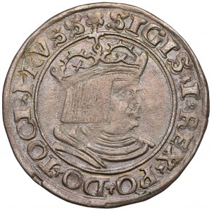 Zygmunt I Stary, Grosz Toruń 1530