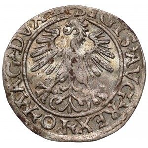 Zygmunt II August, Półgrosz Wilno 1560