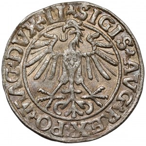 Zygmunt II August, Półgrosz Wilno 1550