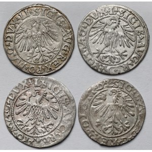Zygmunt II August, Półgrosz Wilno 1546-1564 - zestaw (4szt)