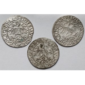 Zygmunt II August, Półgrosz Wilno 1549-1564 - zestaw (3szt)