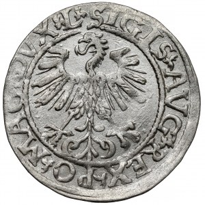 Zygmunt II August, Półgrosz Wilno 1561