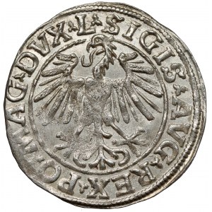 Zygmunt II August, Półgrosz Wilno 1548 - rzadszy