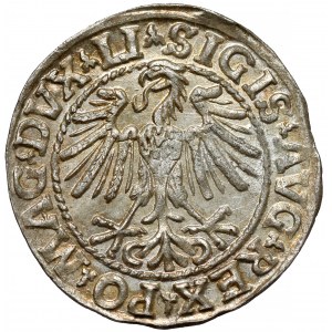 Zygmunt II August, Półgrosz Wilno 1548