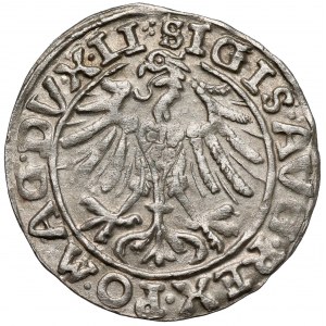 Zygmunt II August, Półgrosz Wilno 1557 - 2x koniczyna - rzadki