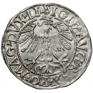 Zygmunt II August, Półgrosz Wilno 1558