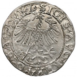 Zygmunt II August, Półgrosz Wilno 1557