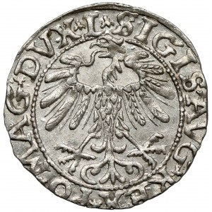 Zygmunt II August, Półgrosz Wilno 1557