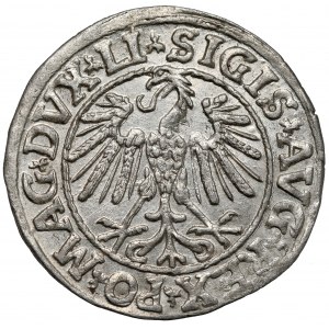 Zygmunt II August, Półgrosz Wilno 1547