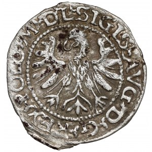Zygmunt II August, Półgrosz Tykocin 1566 - MAŁY Jastrzębiec