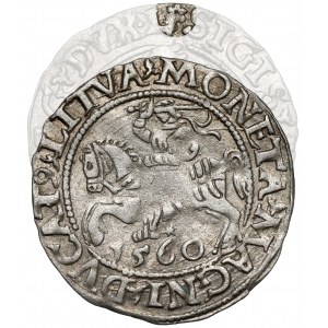 Zygmunt II August, Półgrosz Wilno 1560 - ROZETA