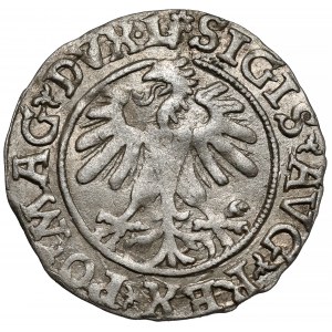 Zygmunt II August, Półgrosz Wilno 1560 - ROZETA