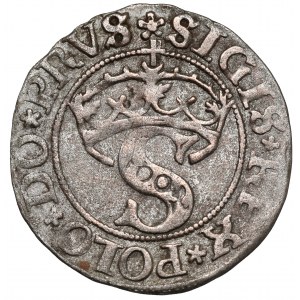 Zygmunt I Stary, Szeląg Toruń 1530