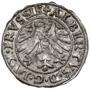 Prusy, Albrecht Hohenzollern, Szeląg Królewiec 1556 - bardzo rzadki