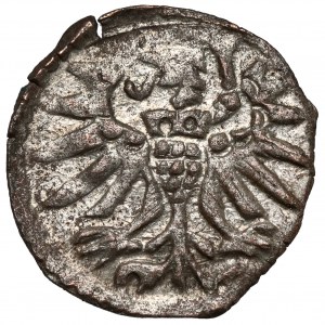 Zygmunt II August, Denar Elbląg 1555