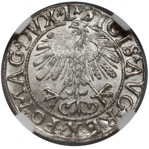 Zygmunt II August, Półgrosz Wilno 1558