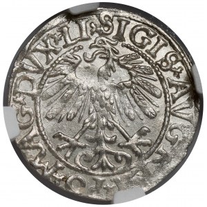 Zygmunt II August, Półgrosz Wilno 1558