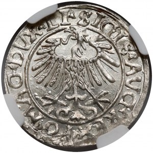 Zygmunt II August, Półgrosz Wilno 1556