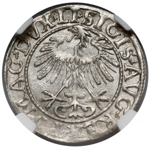 Zygmunt II August, Półgrosz Wilno 1557 - LITV - menniczy