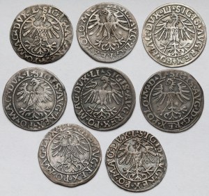 Sigismond II Auguste, demi-penny de Vilnius 1548-1565 - set (8 pièces)