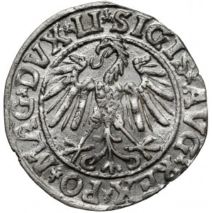 Zygmunt II August, Półgrosz Wilno 1546