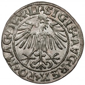 Sigismond II Auguste, demi-penny Vilnius 1548 - arabe