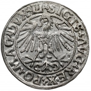 Zygmunt II August, Półgrosz Wilno 1548 - arabska
