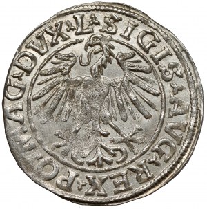 Sigismond II Auguste, demi-penny Vilnius 1548 - romain - plus rare