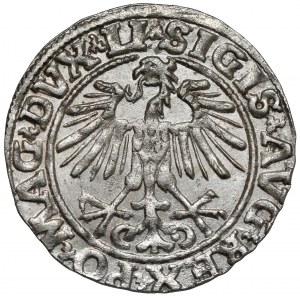 Zygmunt II August, Półgrosz Wilno 1551