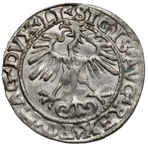Zygmunt II August, Półgrosz Wilno 1554 - rzadki rok