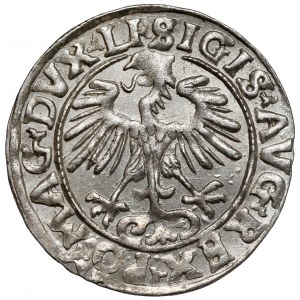 Zygmunt II August, Półgrosz Wilno 1556