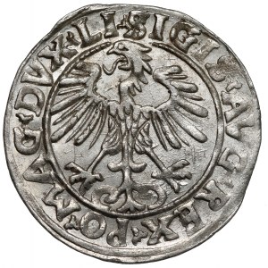 Zygmunt II August, Półgrosz Wilno 1556 - LITV