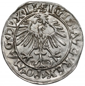 Zygmunt II August, Półgrosz Wilno 1556 - LITV