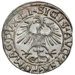 Zygmunt II August, Półgrosz Wilno 1556