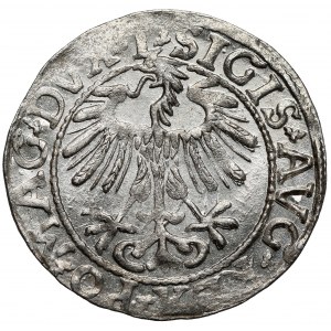 Zygmunt II August, Półgrosz Wilno 1557