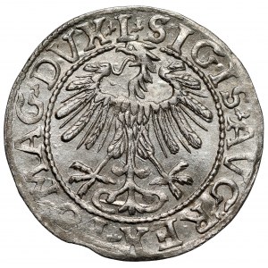 Zygmunt II August, Półgrosz Wilno 1557 - LITV