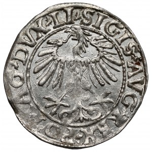 Zygmunt II August, Półgrosz Wilno 1557