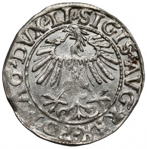 Sigismond II Auguste, demi-penny Vilnius 1557