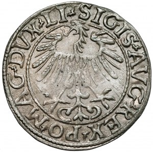 Zygmunt II August, Półgrosz Wilno 1557